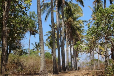 Земельный участок в Karangasem, Карангасем, Индонезия № 11707 4