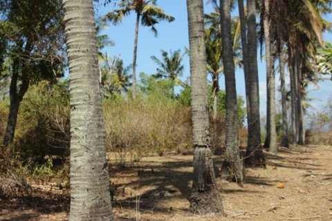 Земельный участок в Karangasem, Карангасем, Индонезия № 11707 8