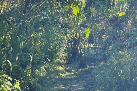 9400m2 Land in Lovina, Anturan, Buleleng,  No. 9384 6