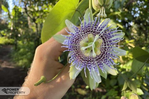 9400m2 Land in Lovina, Anturan, Buleleng,  No. 9384 10