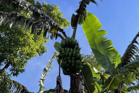 9400m2 Land in Lovina, Anturan, Buleleng,  No. 9384 4