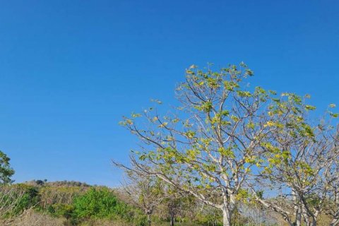 50000m2 Land in  No. 9114 2