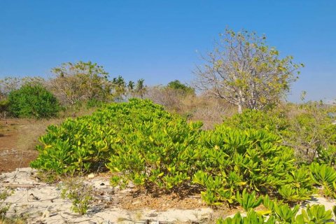 50000m2 Land in  No. 9114 10