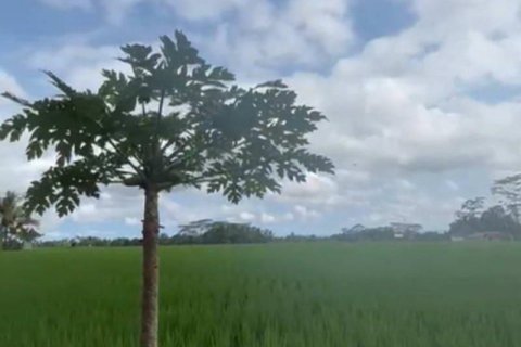 1230m2 Land in Ubud, Gianyar, Indonesia No. 13348 7