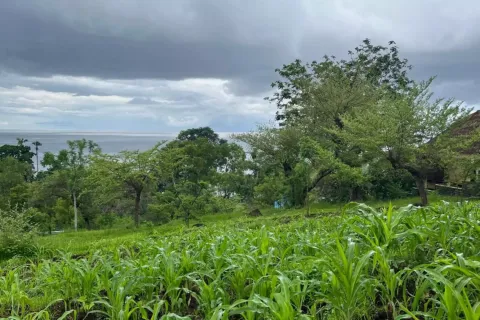 Земельный участок в Karangasem, Карангасем, Индонезия № 10989