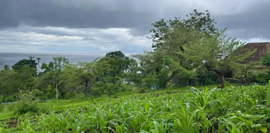 Земельный участок в Karangasem, Карангасем, Индонезия № 10989