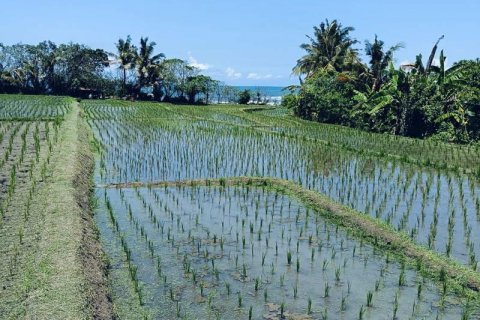 2630m2 Land in Tabanan, Indonesia No. 8850 7