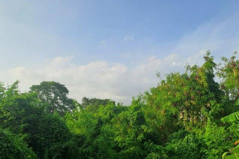 2950m2 Land in Canggu, Badung, No. 9393 2