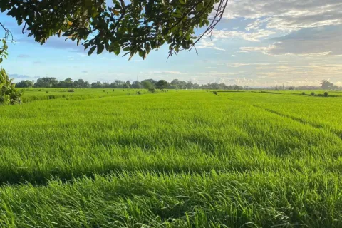 Land in Kediri, Indonesia No. 13519 2