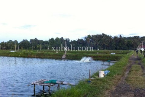 49000m2 Land in Negara, Jembrana,  No. 9170 5
