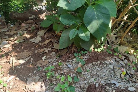 150m2 Land in South Kuta, Badung, Indonesia No. 13629 2
