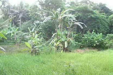 5650m2 Land in Tabanan, No. 9120 8