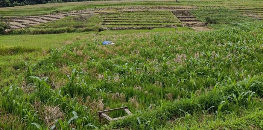 2100m2 Land in Tabanan, No. 9117