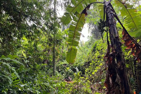 Land in Tumbak Bayuh, Mengwi, Badung, Indonesia No. 11331