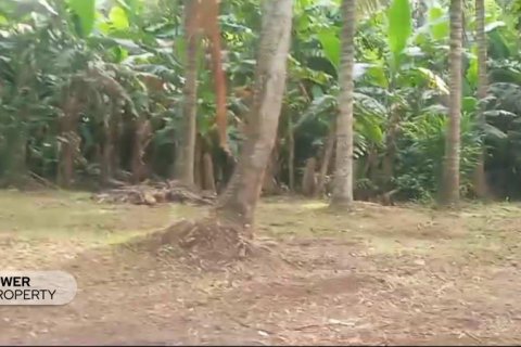 9650m2 Land in Tabanan, Indonesia No. 8847 3