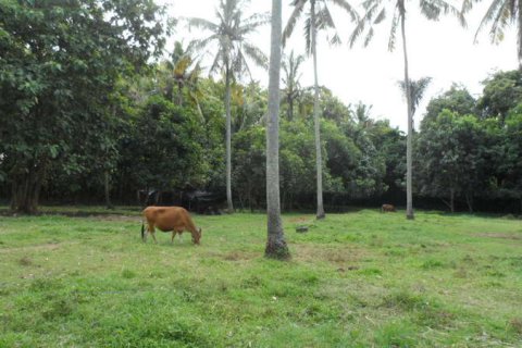 19400m2 Land in Tabanan, Indonesia No. 13362 10