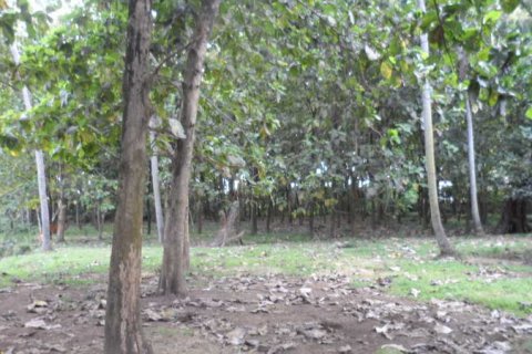 19400m2 Land in Tabanan, Indonesia No. 13362 7