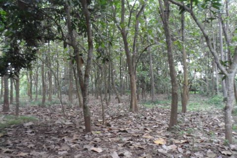 19400m2 Land in Tabanan, Indonesia No. 13362 8