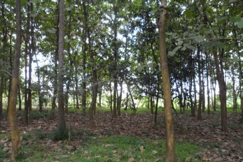 19400m2 Land in Tabanan, Indonesia No. 13362 6