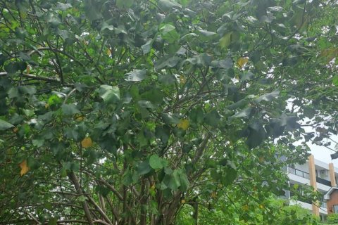 3248m2 Land in Canggu, Badung,  No. 9362 7