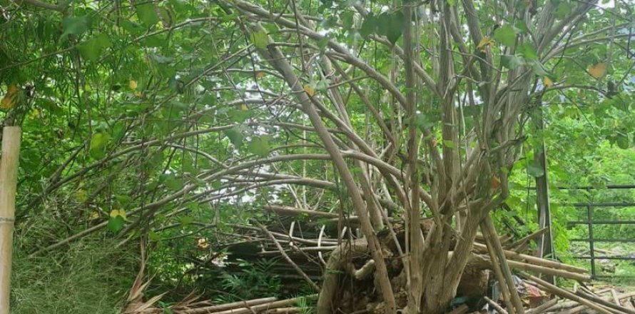 3248m2 Land in Canggu, Badung,  No. 9362