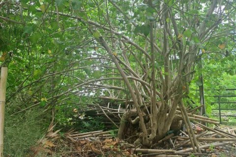 1080m2 Land in Canggu, Badung,  No. 9361 3