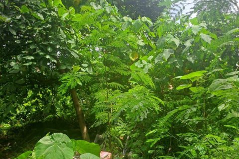 1080m2 Land in Canggu, Badung,  No. 9361 4