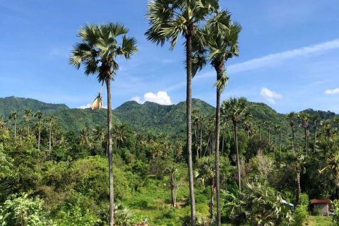 1000m2 Land in Karangasem, Karang Asem, Indonesia No. 13344 5